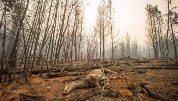 incendio en la Patagonia