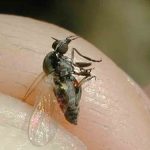 mosca negra en Argentina