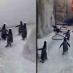 pingüinos intentan fugar en Dinamarca