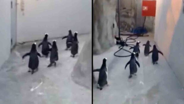 pingüinos intentan fugar en Dinamarca