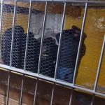 los policías aprehendidos