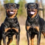 perros rottweiler