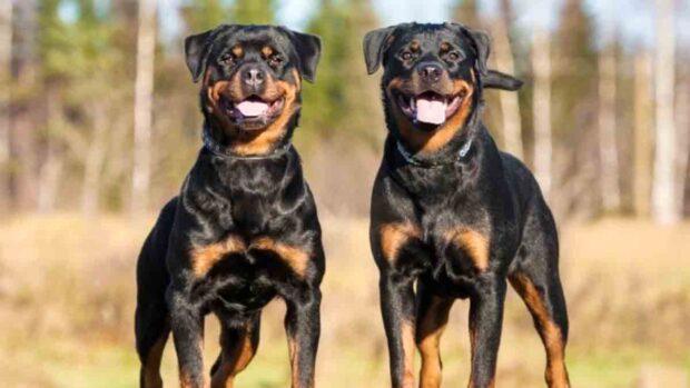 perros rottweiler