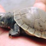 una de las torturas que pretendía ser vendida