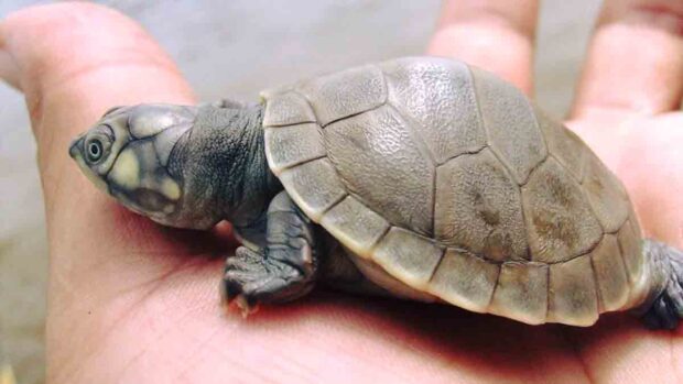 una de las torturas que pretendía ser vendida