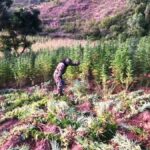 plantaciones de marihuana en Torotoro