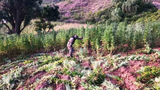 plantaciones de marihuana en Torotoro