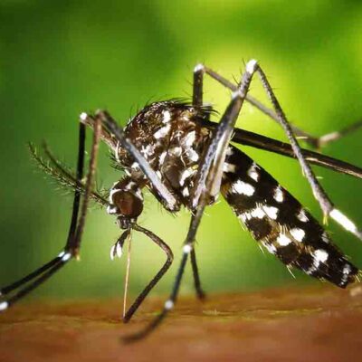 el mosquito transmisor de la chikungunya