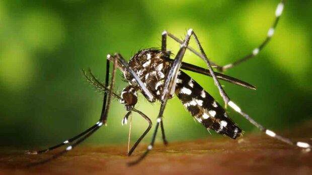 el mosquito transmisor de la chikungunya