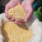grano de soya