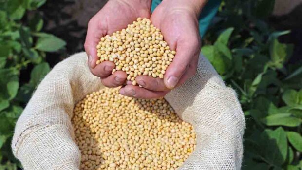 grano de soya
