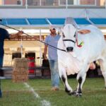 exposición de ganado en Agropecruz