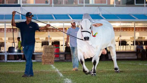 exposición de ganado en Agropecruz