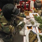 la marihuana incautada