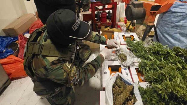 la marihuana incautada