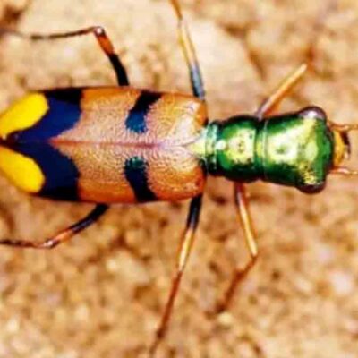 escarabajo tigre chiquitano