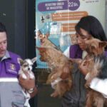 zoonosis rescata perros