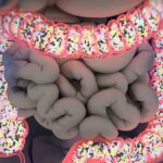 microbiota intestinal