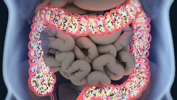 microbiota intestinal