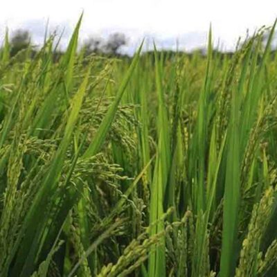 arroceros pierden millones de dólares