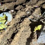 Senasag destruye pollo en posible estado de descomposición