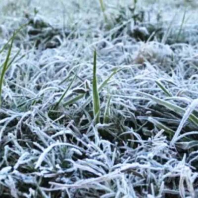 heladas en Mizque afectan producción