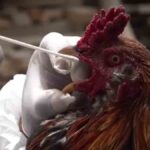 declaran a Bolivia libre de influenza aviar