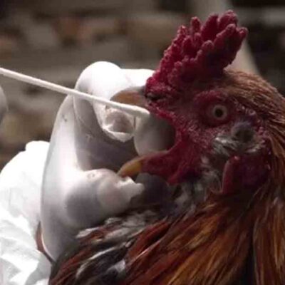 declaran a Bolivia libre de influenza aviar