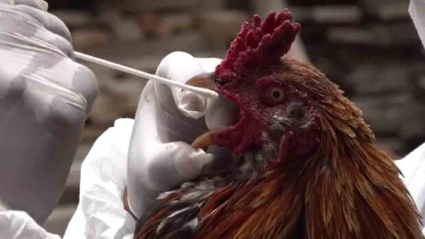 declaran a Bolivia libre de influenza aviar