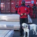 hallan madera impregnada con droga en Chile