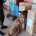 Can antidroga detecta droga en encomiendas
