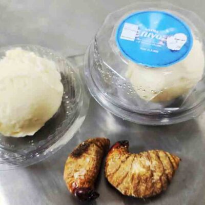 Crean helado de larva de tuyu tuyu