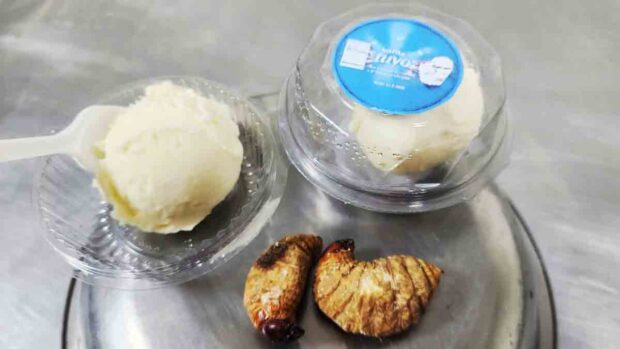 Crean helado de larva de tuyu tuyu