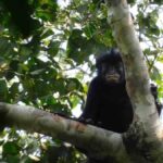 Nueva especie de mono en el Congo