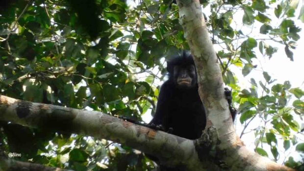 Nueva especie de mono en el Congo
