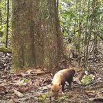 Hallan perro del monte
