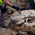 restos fósiles de tortuga