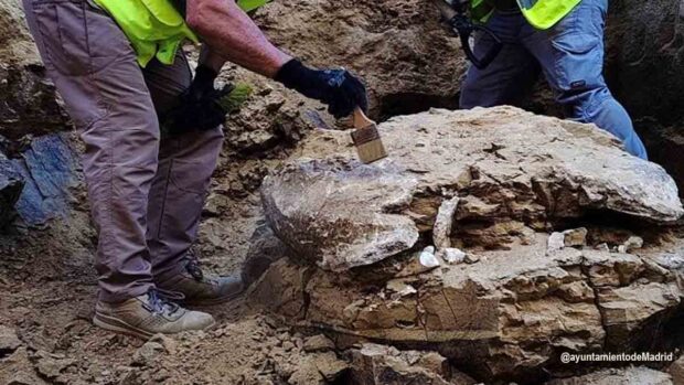restos fósiles de tortuga