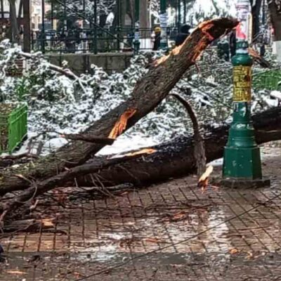 rama de árbol aplasta a una mujer en Oruro