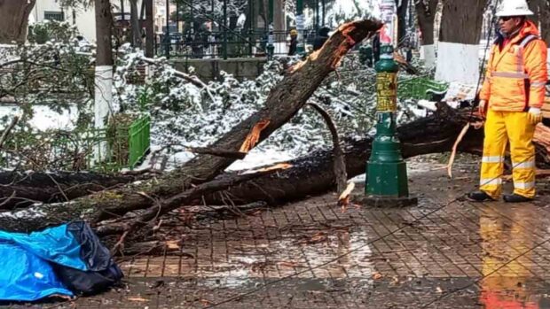 rama de árbol aplasta a una mujer en Oruro