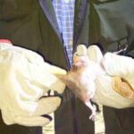 capturan murciélagos para prevenir rabia