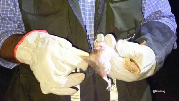 capturan murciélagos para prevenir rabia