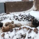 nevada en Bolivia