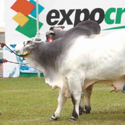 Expocruz prevé batir récord con 19 remates de bovinos