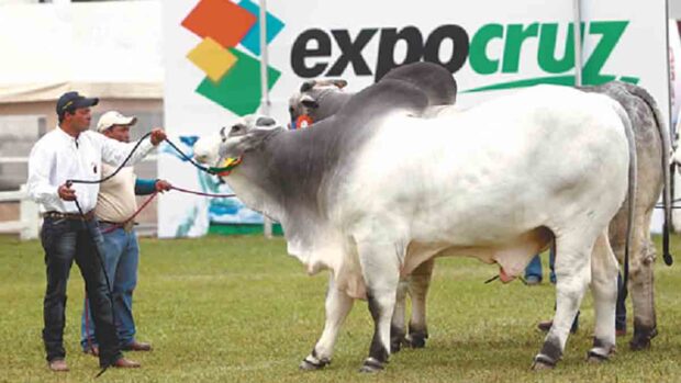 Expocruz prevé batir récord con 19 remates de bovinos
