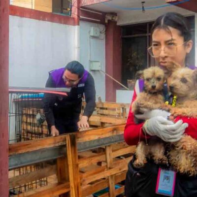 multa a dueños de criadero clandestino de perros
