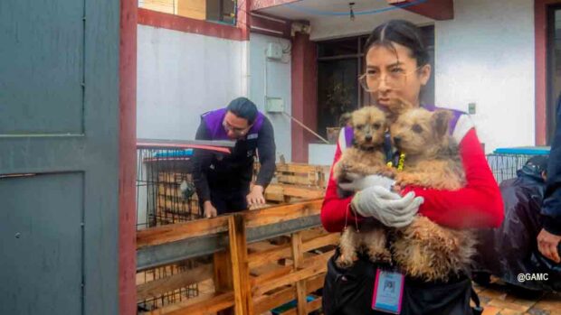 multa a dueños de criadero clandestino de perros