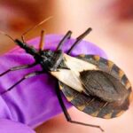 estudio de chagas