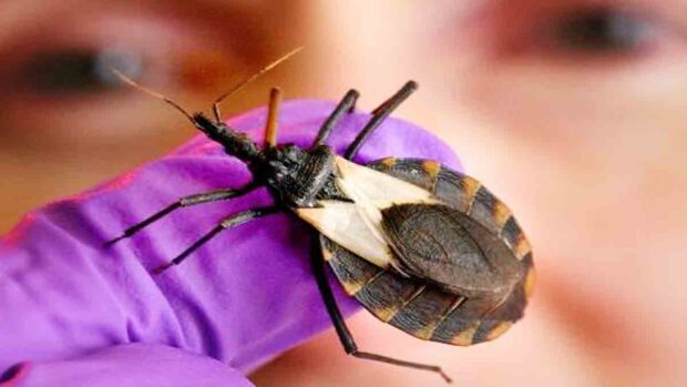 estudio de chagas