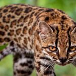 Leopardus tilcayo, nueva especie en Bolivia